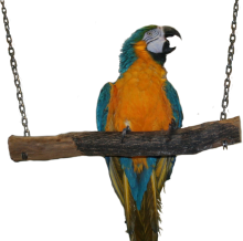 vogel.png